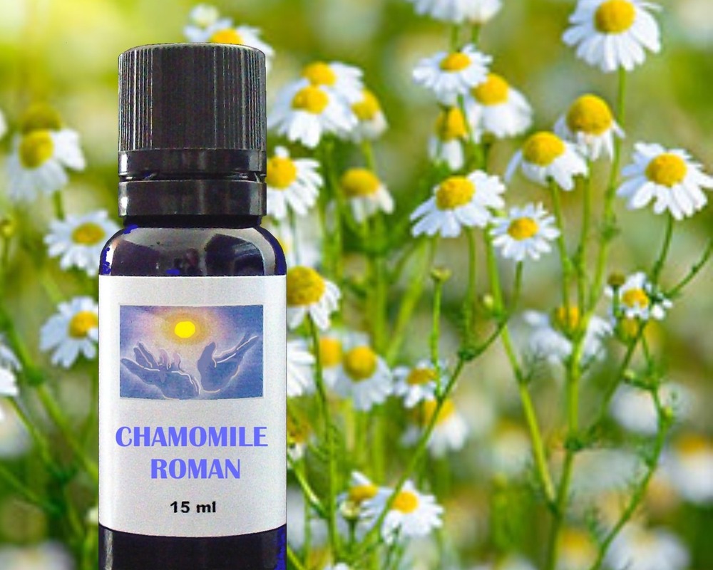 Roman Chamomile essential oil