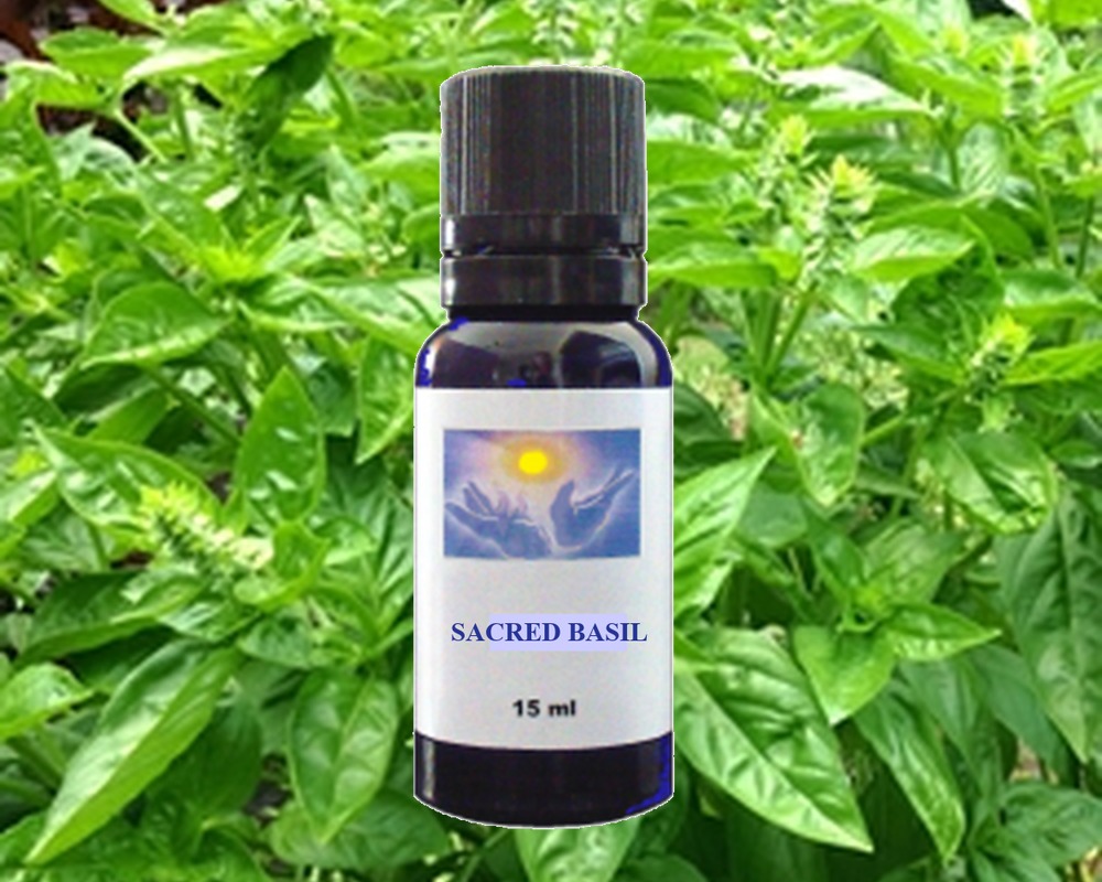 Holy Basil essential oil